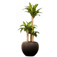 Dracaena