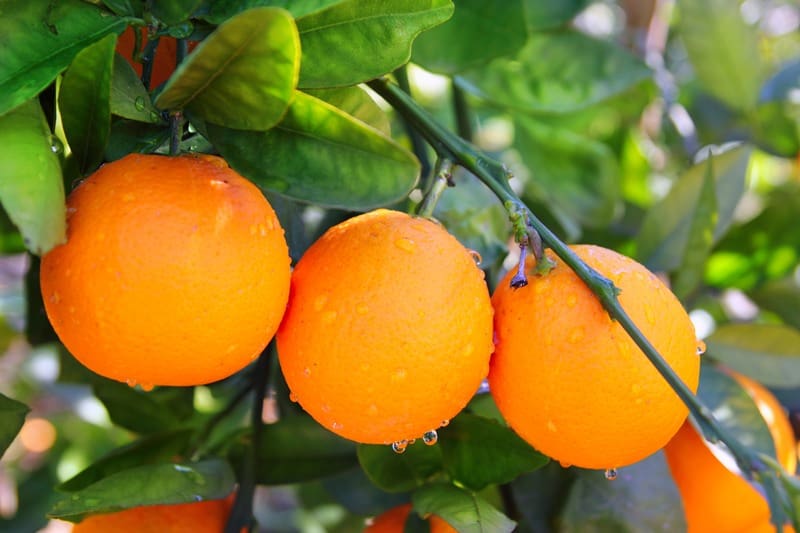 naranjas