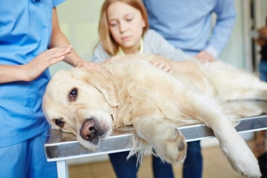 cuando recurir la eutanasia en perros