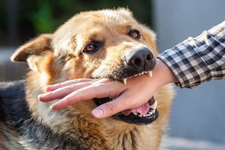primeros pasos tras una mordedura