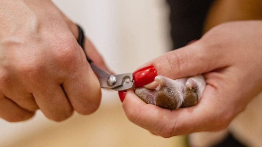 cortar unas perro en casa