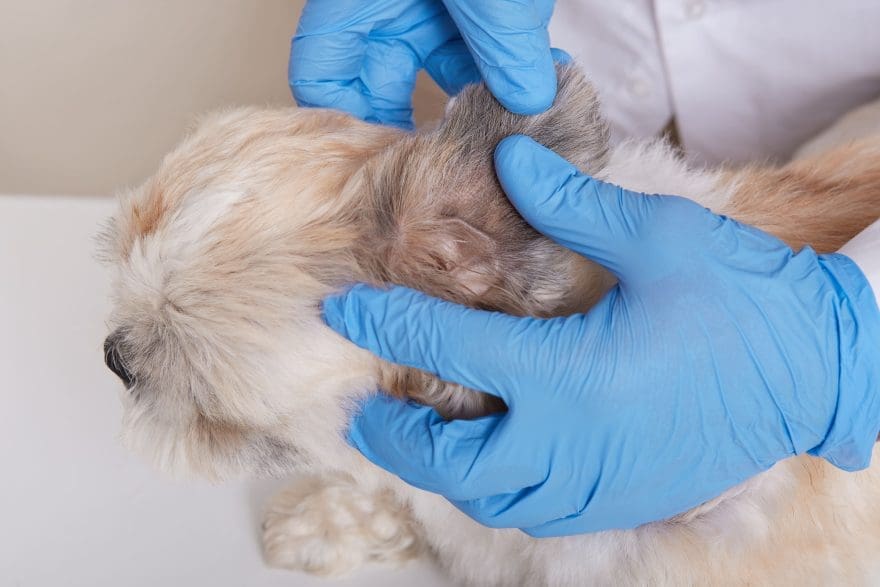 leishmaniosis en perros prevenir primavera