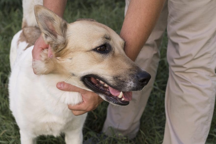 que es leishmaniosis en perros