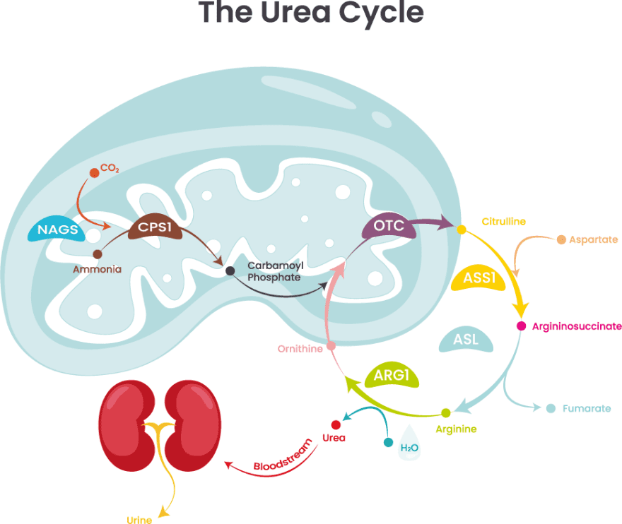 Esquema del cicle de la urea