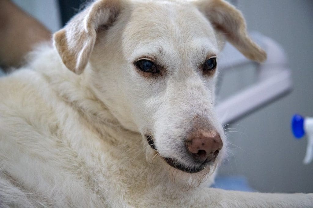 Precio de una limpieza dental en perros y gatos: qué factores influyen