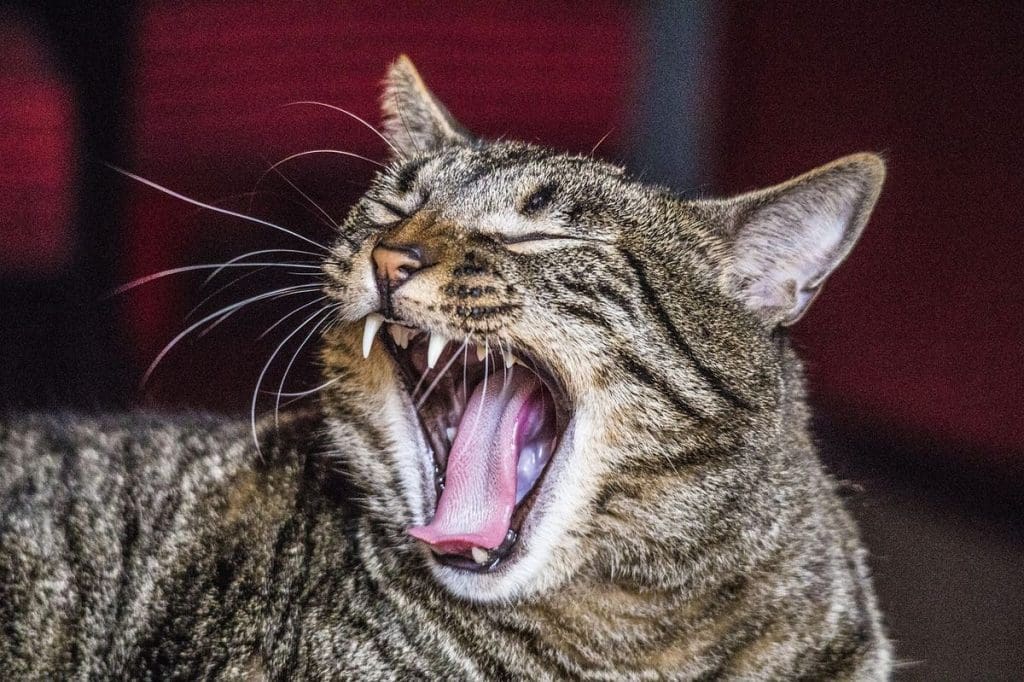 Señales de alerta: cuándo necesita mi perro o gato una limpieza bucal